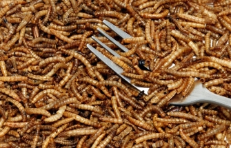 meelworm