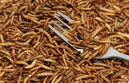 meelworm